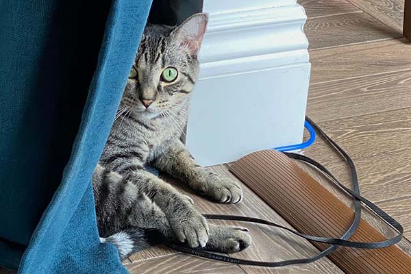 Picture of my cat lying down half behind a curtain with some ethernet cables.